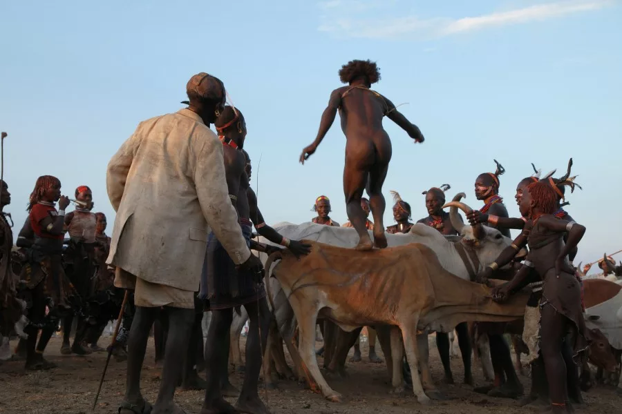 Ethiopian Cow Jumping 